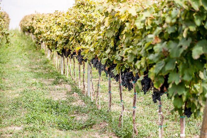Aperitour - Paololeo Cellars - Inclusions and Accessibility