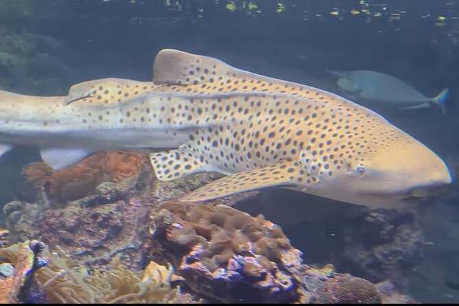Aquarium of Genoa Reserved Entrance - Visitor Reviews and Ratings