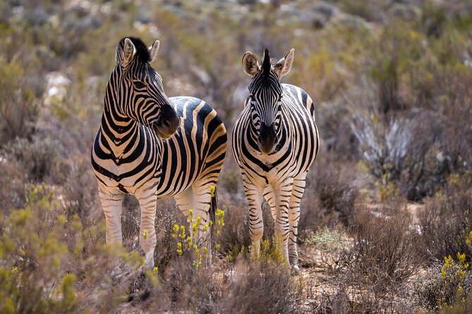Aquila Game Reserve Safari With Park Fees, Transport & Lunch - Animal Sightings and Encounters