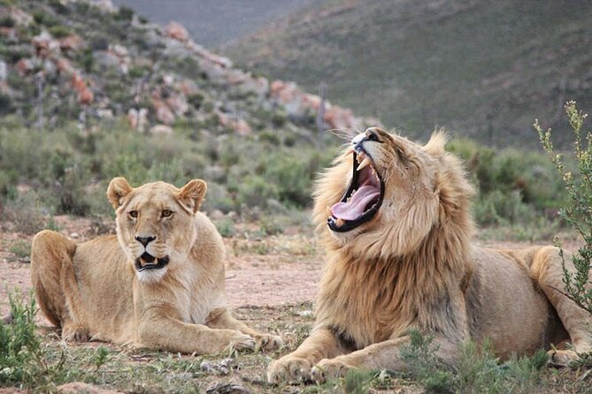 Aquila Game Reserve Safari With Wine Tasting, Transport & Lunch - Wildlife Encounters