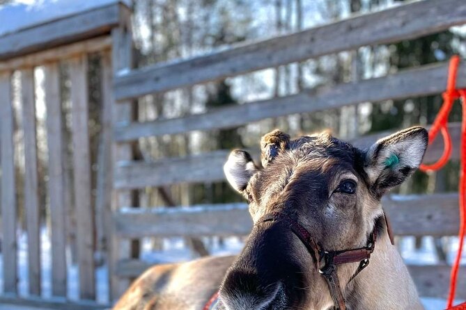 Arctic Huskies & Reindeers, Snowshoeing in Wildness - Transportation and Meeting Details