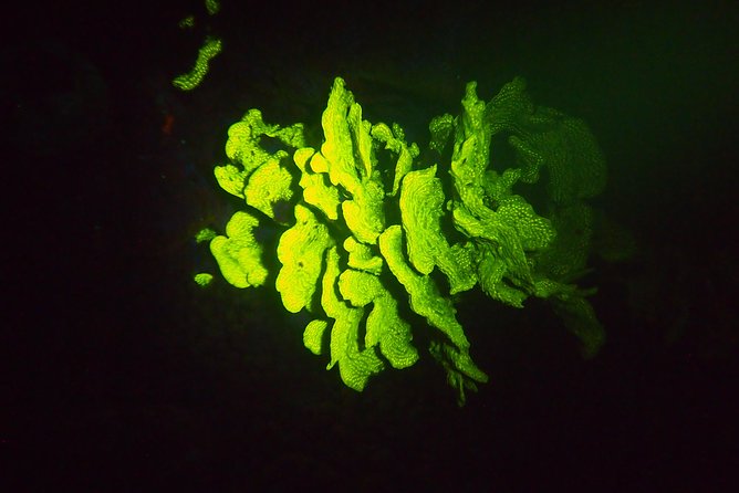 Aruba 1-Tank Guided UV Night Dive for Certified Divers With Rental Equipment - Fluorescent Marine Life