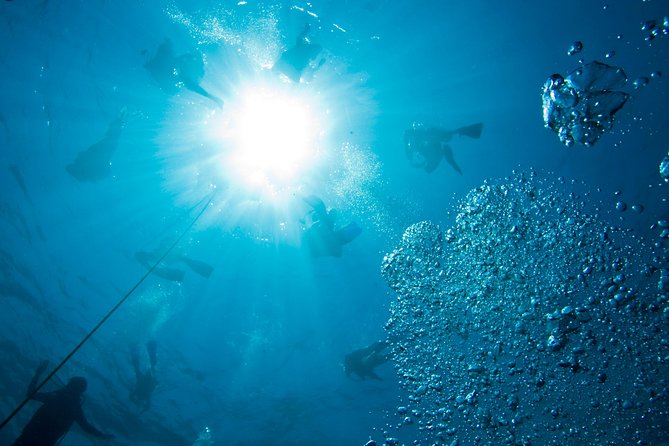 Aruba Guided Night Dive Adventure: Shallow Reefs or Shipwrecks - Exploring Local Shipwrecks