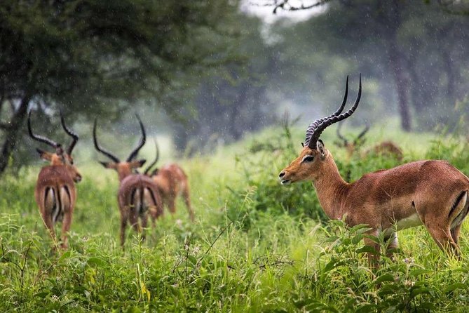 Arusha National Park Day Trip - Picnic Lunch