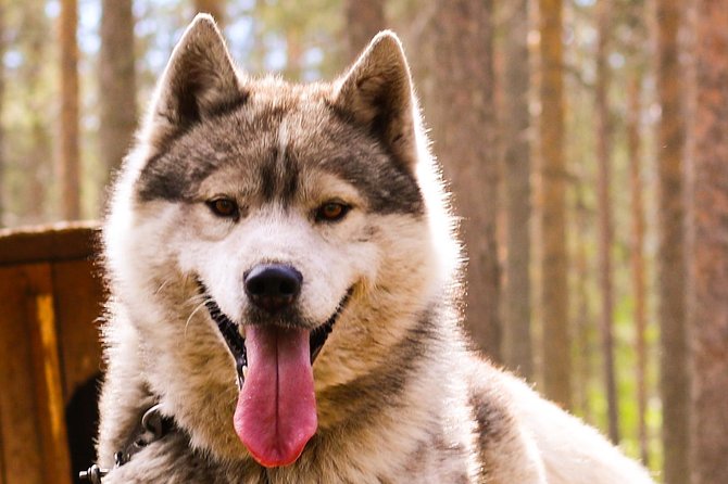 Autumn Delight - Visit to Husky, Reindeer and Santa Claus in Rovaniemi - Booking and Cancellation