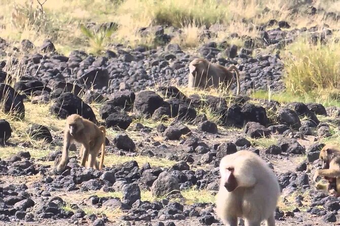 Awash National Park Tours - Accessibility and Requirements