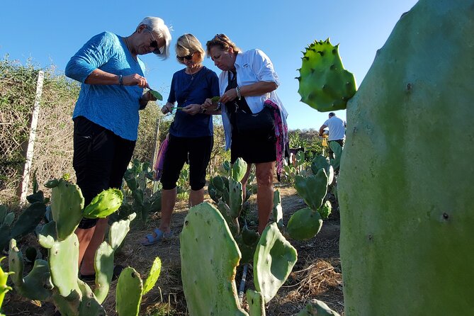 Azteca Cactus Taco - Farm to Table Cooking Class in Los Cabos - Transportation and Meeting Points