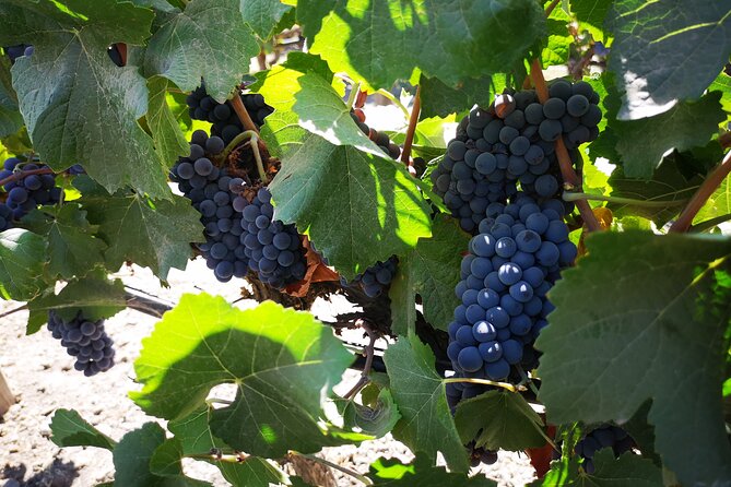Bahá'Í Temple, Main Winery and Lapislazuli With Private Transport - Questions About Your Stay