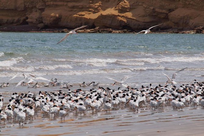 Ballestas and Paracas From Lima by Bus - Discovering Paracas Reserve