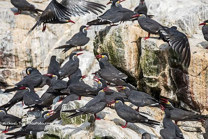 Ballestas Islands for Cruise Ship Passenger Paracas Harbour - Cancellation and Refund Policy
