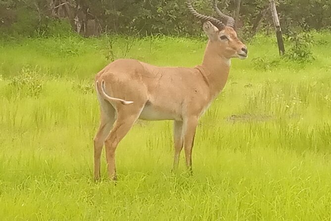 Bandia Wildlife Reserve Private- Minimun 2 People to Book It - Cancellation Policy