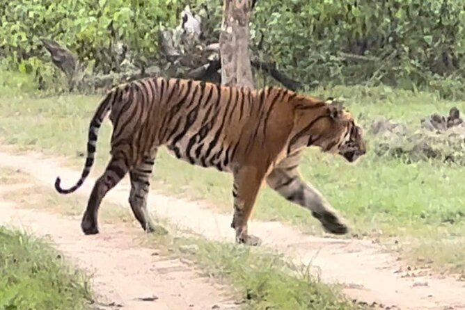 Bandipur Wildlife and Mysore Experience in 2 Days From Bangalore - Meal Inclusions