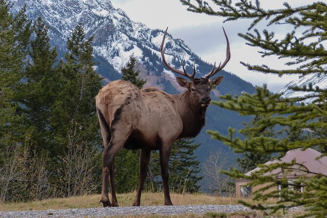 Banff Highlights & Wildlife | Award-Winning Small Group Adventure - Booking Information and Policies