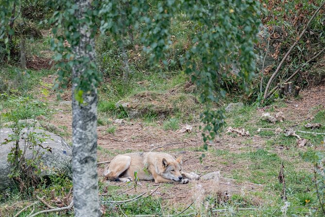 Bear and Arctic Animals 2 Day Trip From Rovaniemi - Accommodation Details