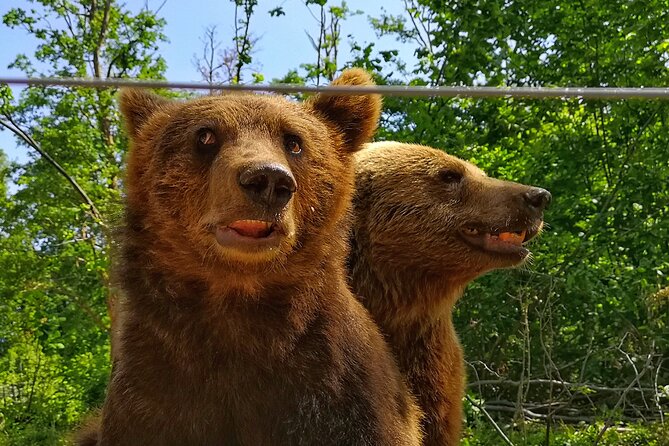 Bear Sanctuary, Bran Castle & Rasnov Fortress - Tour From Brasov - Exploring the Bear Sanctuary