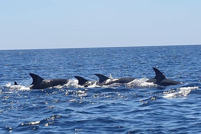Become a Dolphin Protector! Lisbon Eco-Dolphin Watching - Anthia Diving Centers Dolphin Tour