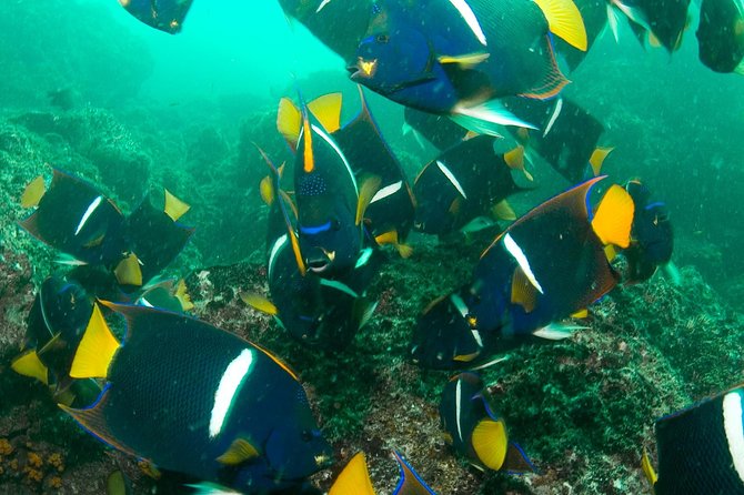 Beginner Diving Lesson (2 Days) With Two Tank Dives in Guanacaste - Participant Requirements and Restrictions