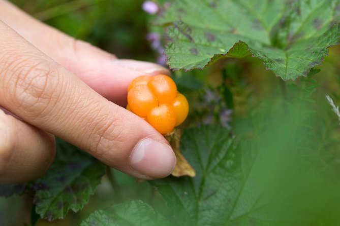 Berry Nice Day - Berry Picking and Juice Making in Rovaniemi - Tips for a Great Day
