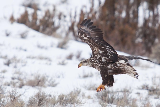 Best of Jackson Hole Wildlife Private Safari Tour - Traveler Reviews and Experiences