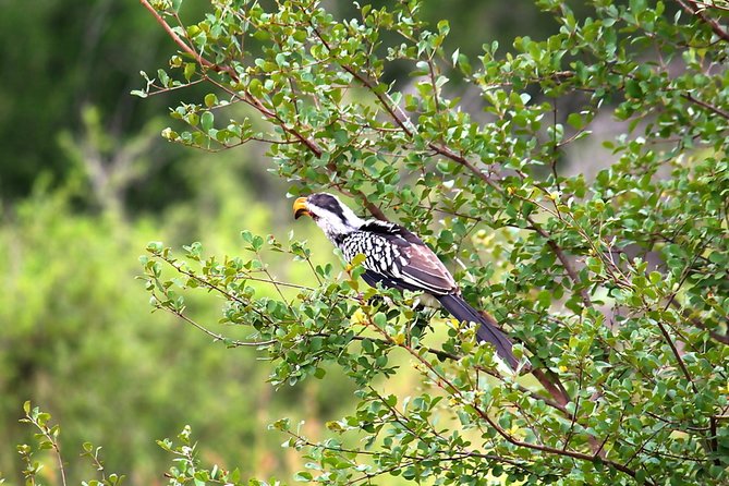 BIG 5 Kruger 3 Days Safari From Johannesburg - Traveler Feedback and Experiences
