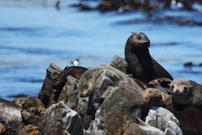 Big 5 Sea Safari in Walker Bay From Gansbaai - Meeting and Pickup Details