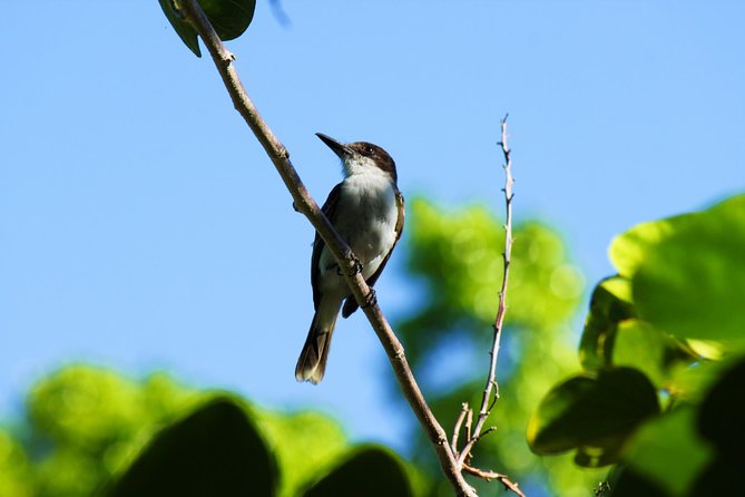 Bird Feeding Sanctuary, Montego Bay Highlights and Columbus Park Day Adventure - Tour Highlights: Rocklands Bird Sanctuary