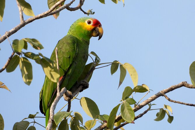 Birds of the Mayan World 1 - Health and Accessibility