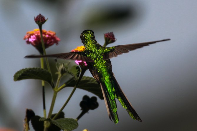 Birdwatching at Huacarpay Wetland in Cusco - Participant Experiences and Feedback