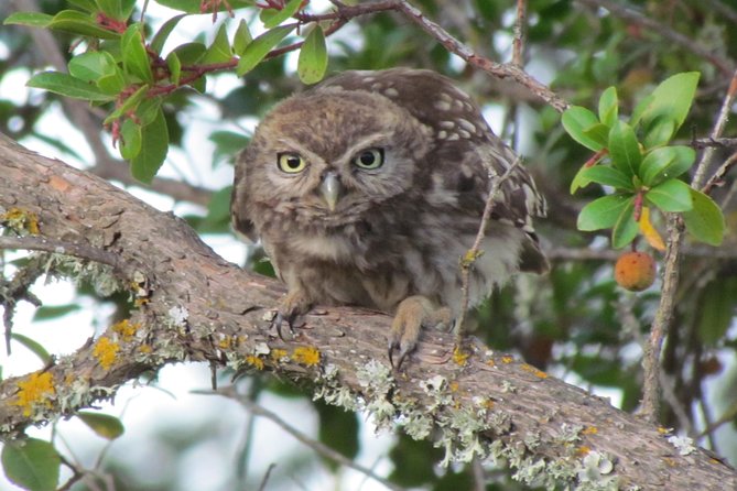 Birdwatching at Ria De Alvor - Accessibility and Participation