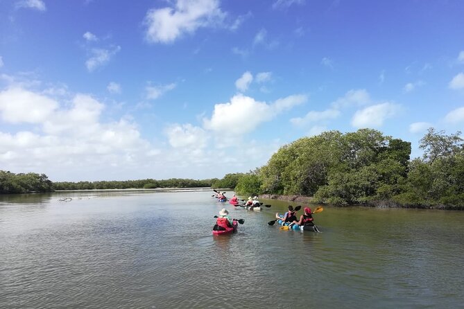 Birdwatching by Kayak in the Mangroves - Experience Highlights