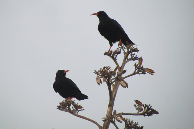 Birdwatching Day Around Sagres - Telescope and Binoculars Usage