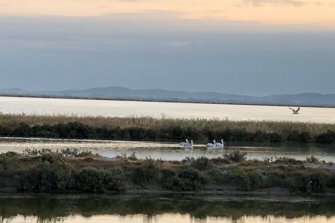 Birdwatching in Narta Lagoon From Vlora (3-6 Pax) - Participant Requirements