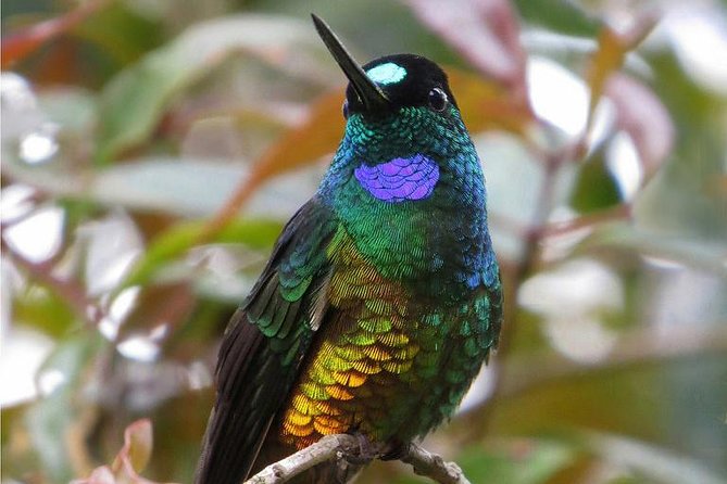 Birdwatching National Aviary Cartagena De Indias - Birds and Conservation
