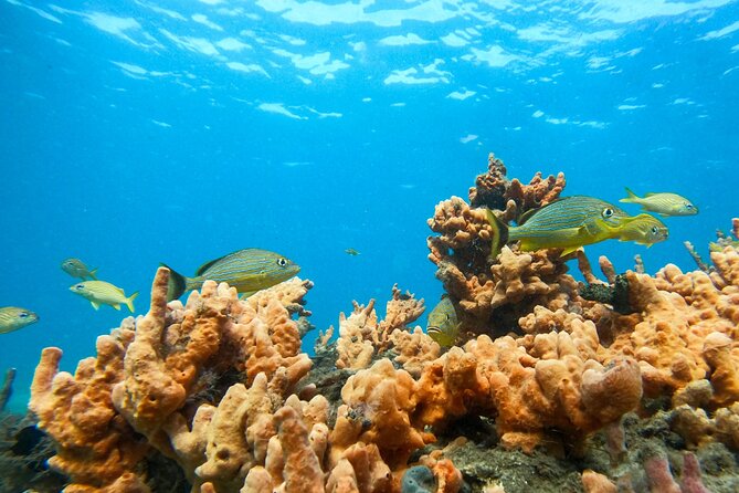 Blue Heron Bridge Guided Snorkel Tour - Tour Requirements and Limitations