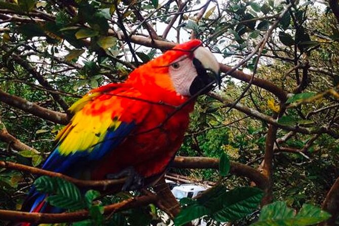 Boat Tour in Palo Verde River | Near Nicoya - Getting There and Exploring