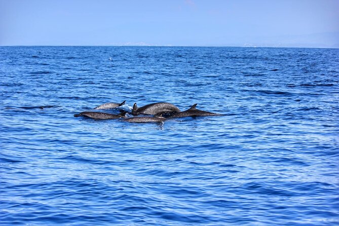 Boat Trip to See Marine Life in Puerto Escondido - Tour Experience and Wildlife Sightings
