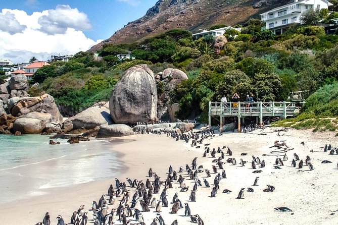 Breath-taking Cape Peninsula Tour - Hassle-free Pickup and Drop-off