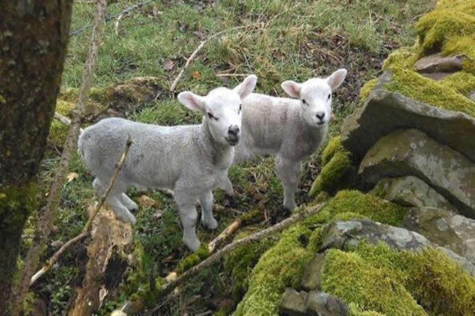 Bronte Country and Yorkshire Dales Private Day Trip From York - Booking Process and Availability