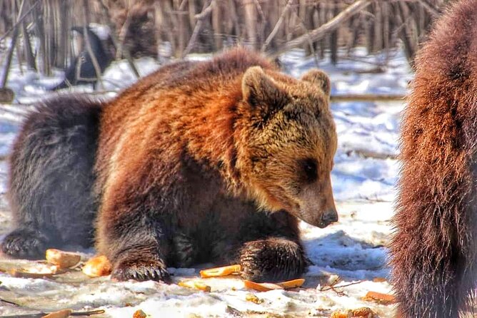 Brown Bear Sanctuary & Draculas Castle & Brasov - Private Tour From Bucharest - Schedule and Pricing