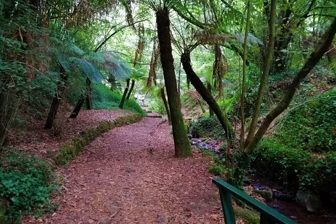 Bussaco Forest Walking Experience, Half Day From Coimbra - Reviews and Feedback