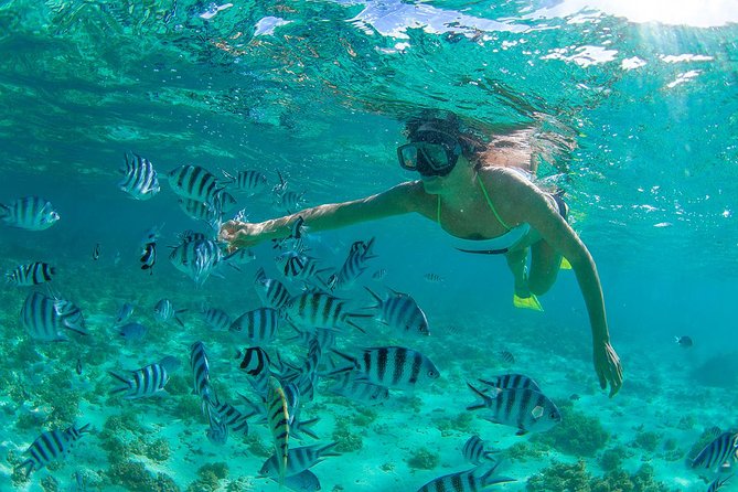 Cabo Pulmo National Park Snorkel Expedition From Cabo San Lucas - Experience Highlights
