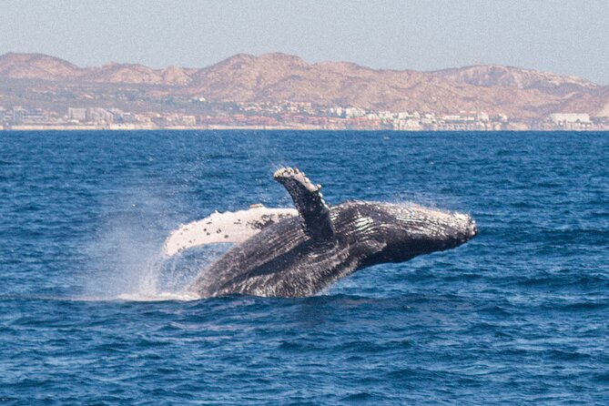 Cabo San Lucas Whale Watching Lunch Cruise - Accessible for All Travelers