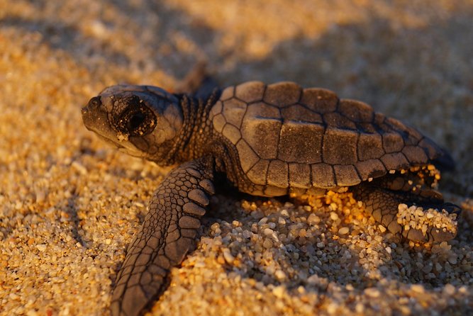 Cabo Turtle Release - Guides and Participants