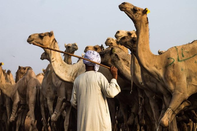 Cairo Unusual Day Tour Visit Camel Market in Birqash - Preparing for the Camel Market Visit