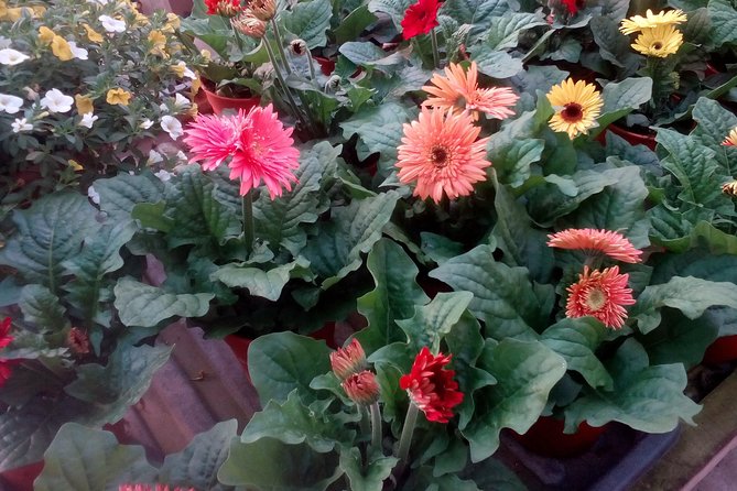 Cameron Highlands, Garden of Nature Full Day Private Guided Tour - Included Amenities and Services
