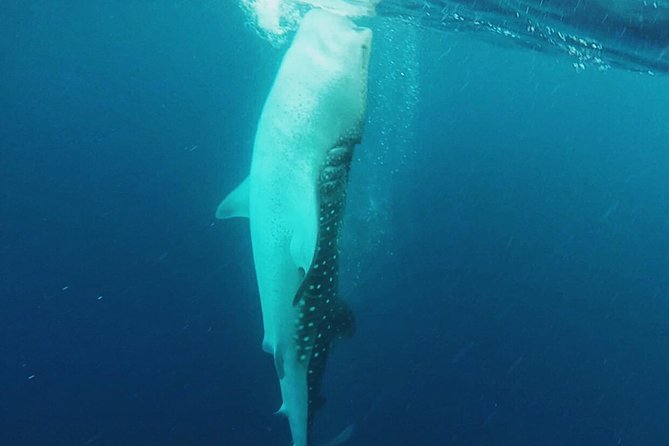 Cancun Whale Shark Encounter - Safety and Accessibility