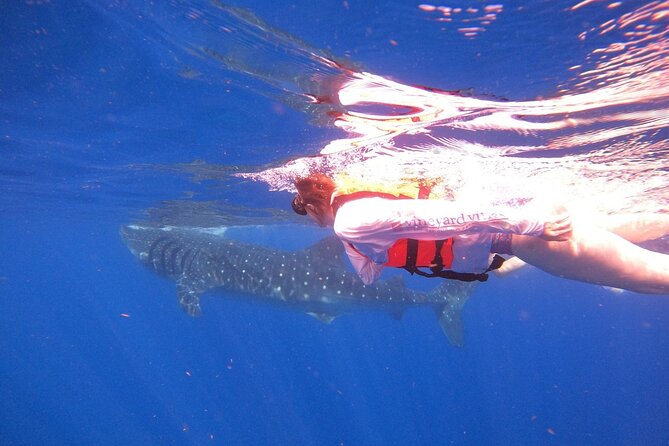 Cancun Whale Shark Experience With Snorkel & Transportation - Customer Reviews