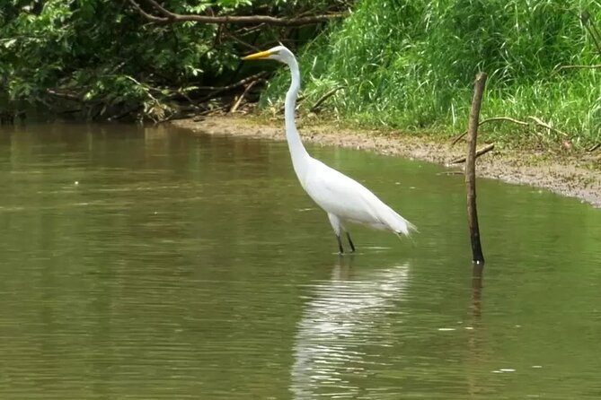 Caño Negro Eco Safari Boat Tour - Accessibility