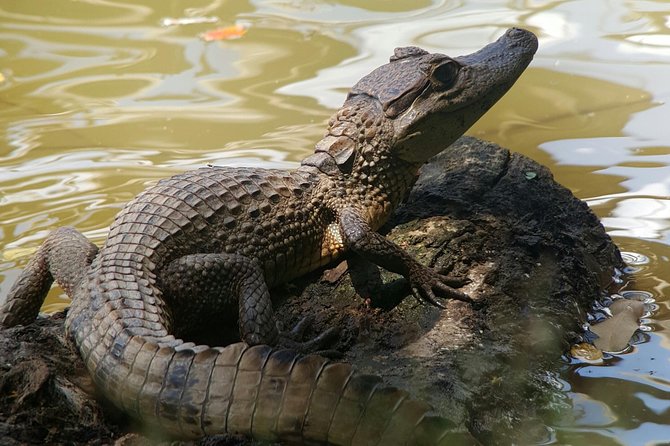Caño Negro Wetlands by Boat|Small Groups 8 Max - Wildlife and Birdwatching Highlights