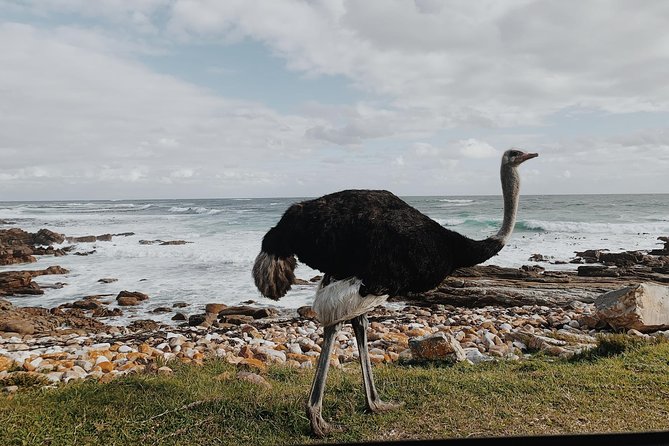 Cape of Good Hope and Penguins Full Day Small Group Tour From Cape Town - Exploring Camps Bay and Hout Bay